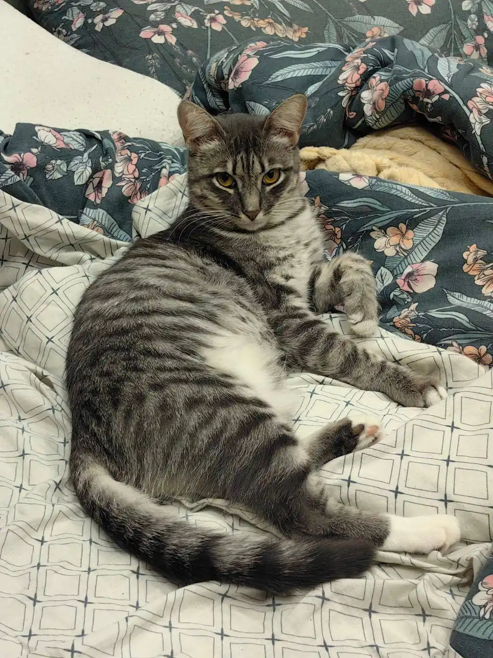 Передержка найденной кошки в Иркутске - Передержка (Животные) в Иркутск