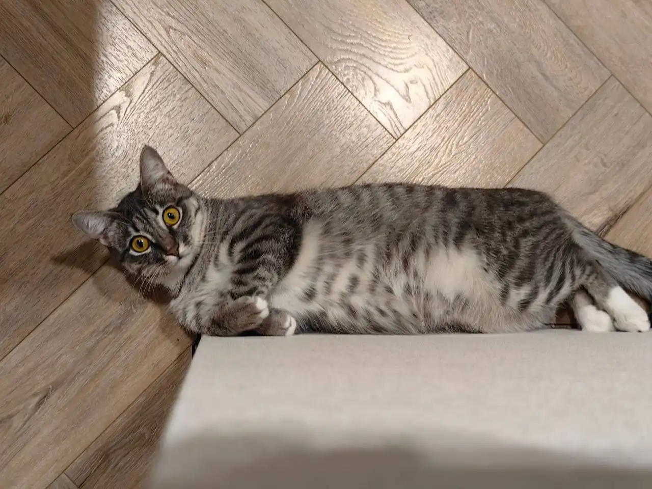 Передержка найденной кошки в Иркутске - Передержка (Животные) в Иркутск