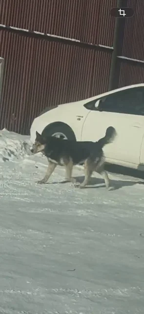 Пропавшие собаки в районе Мельниковского рынка - частное объявление в Иркутск