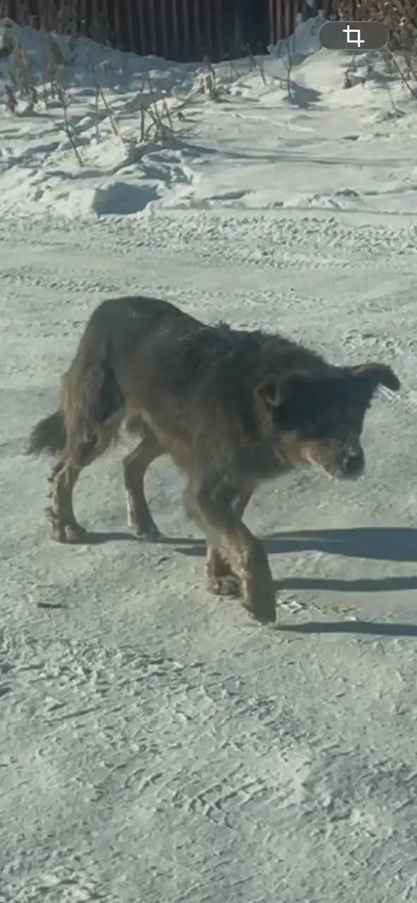 Пропавшие собаки в районе Мельниковского рынка - Собаки (Животные) в Иркутск
