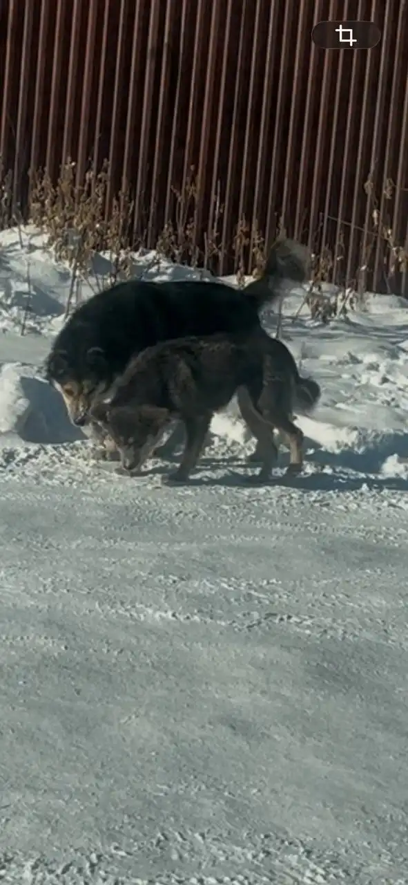 Пропавшие собаки в районе Мельниковского рынка - Собаки (Животные) в Иркутск