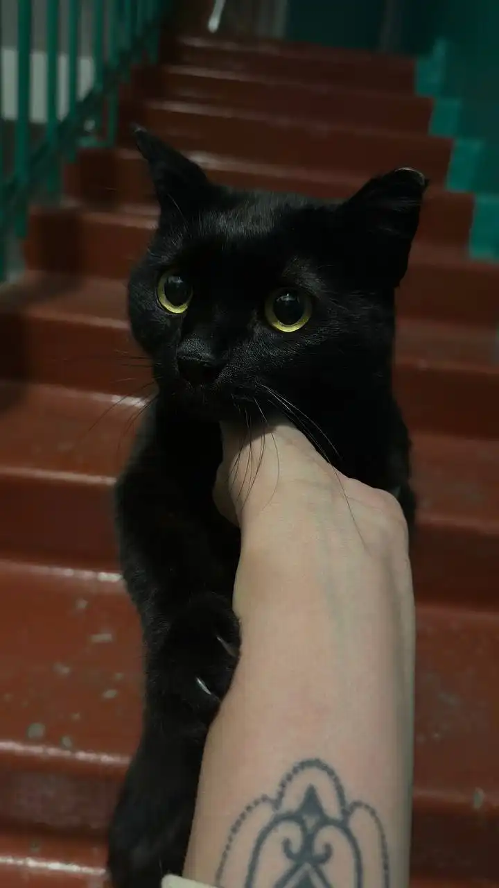 Найден черный кот в подъезде - Кошки (Животные) в Иркутск
