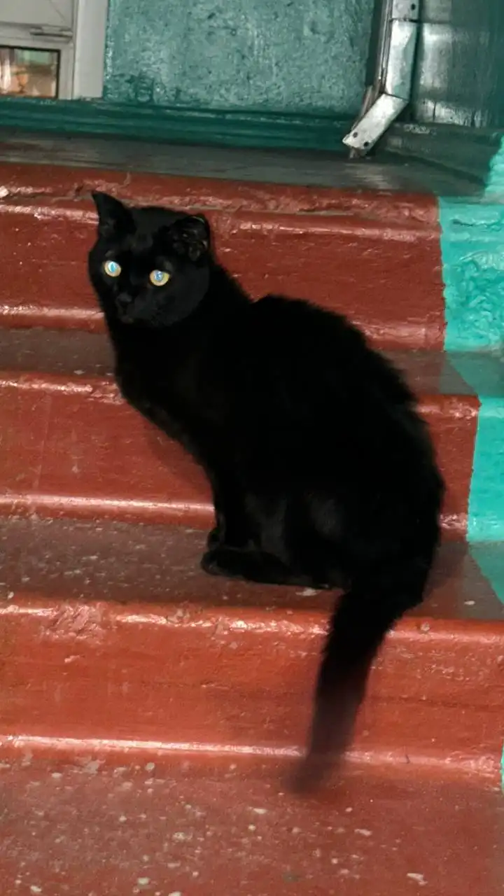 Найден черный кот в подъезде - Кошки (Животные) в Иркутск