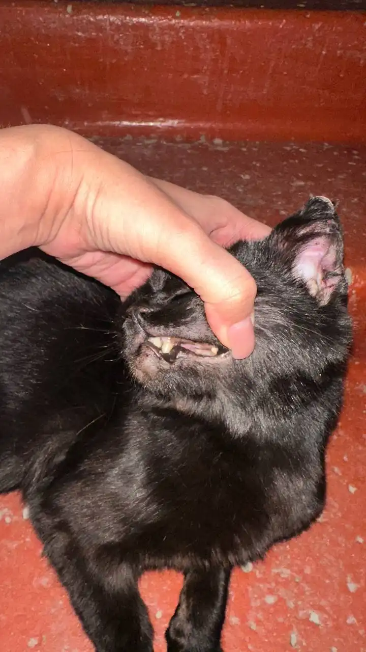 Найден черный кот в подъезде - Кошки (Животные) в Иркутск