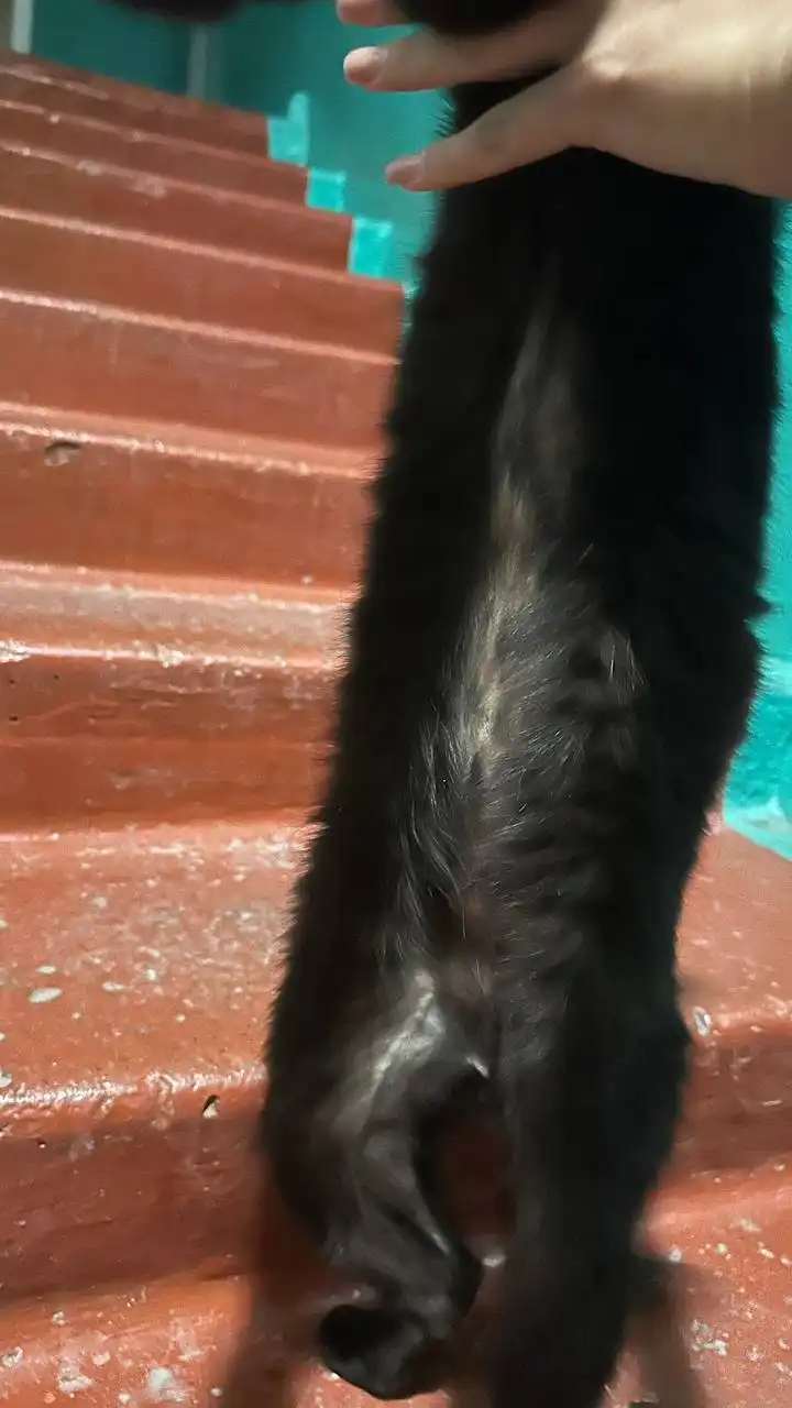 Найден черный кот в подъезде - Кошки (Животные) в Иркутск