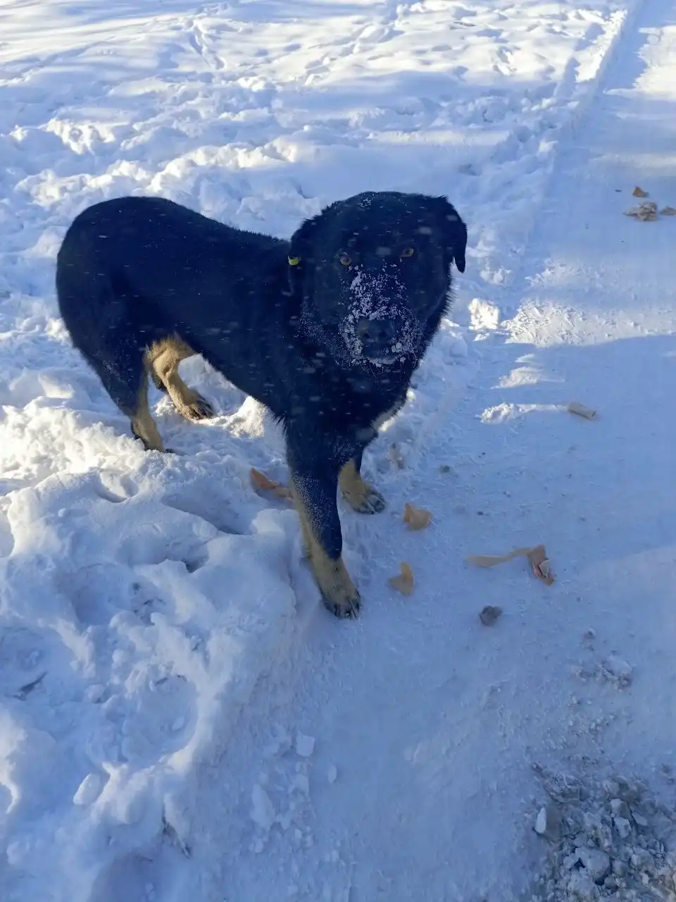 Найдены бездомные собаки с бирками в Иркутске - Собаки (Животные) в Иркутск