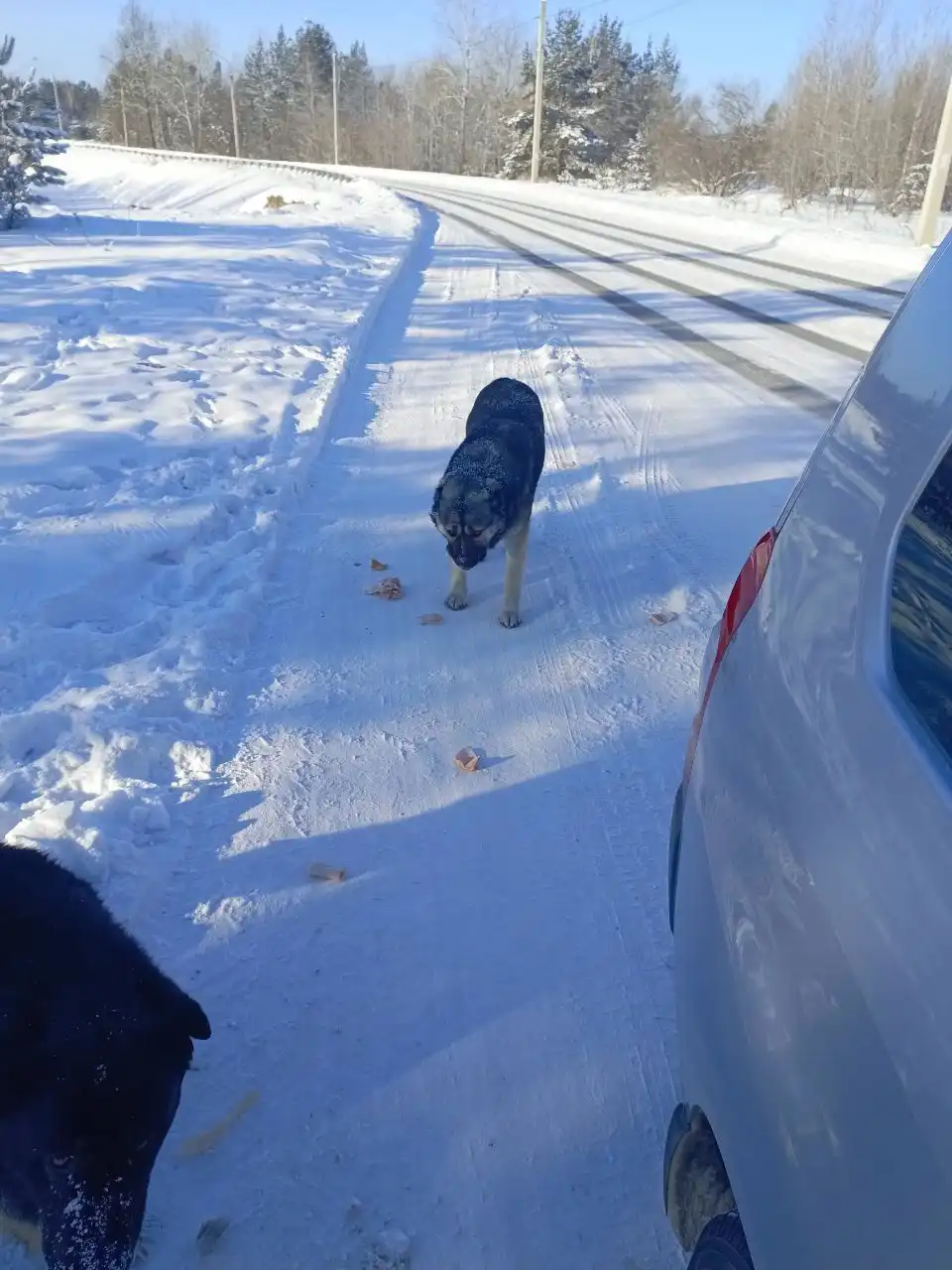 Найдены бездомные собаки с бирками в Иркутске - Собаки (Животные) в Иркутск