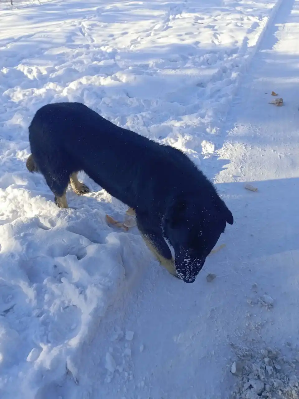 Найдены бездомные собаки с бирками в Иркутске - Собаки (Животные) в Иркутск