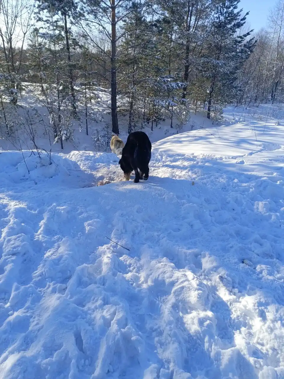 Найдены бездомные собаки с бирками в Иркутске - Собаки (Животные) в Иркутск