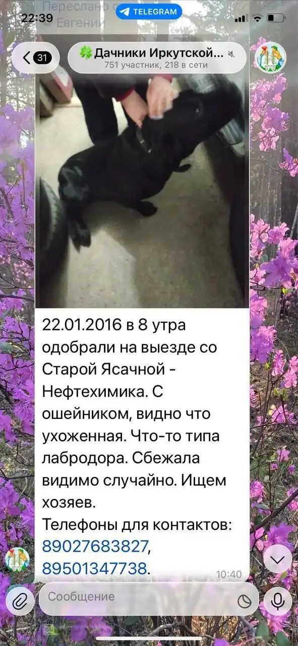 Потеряшка Иркутск Животные - Потеряшки/Находки (Животные) в Иркутск