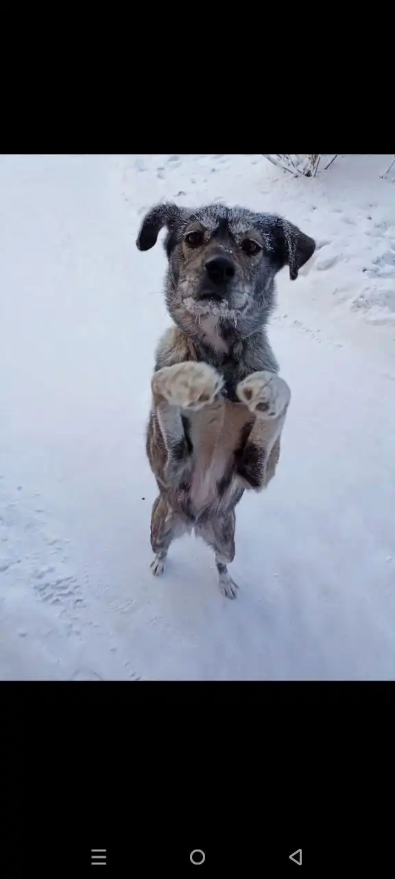 Потеряшка Иркутск Животные - Потеряшки (Животные) в Иркутск