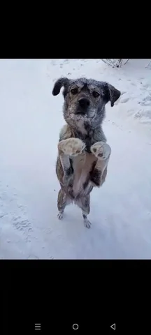 Потеряшка Иркутск Животные - частное объявление в Иркутск
