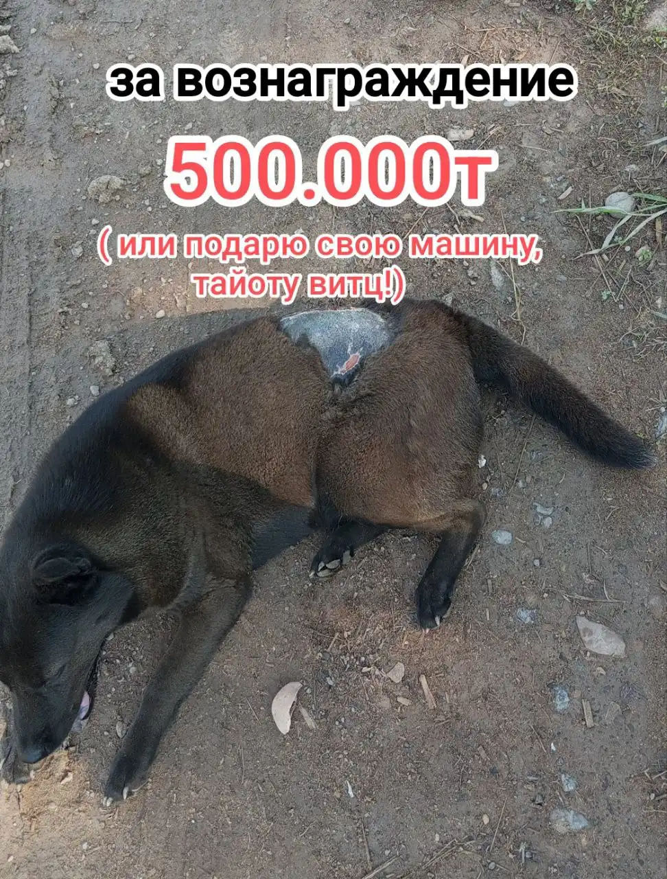 ПОТЕРЯШКА ИРКУТСК ЖИВОТНЫЕ - Животные в Иркутск