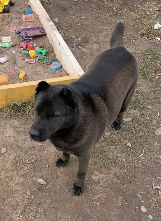 ПОТЕРЯШКА ИРКУТСК ЖИВОТНЫЕ - Животные в Иркутск