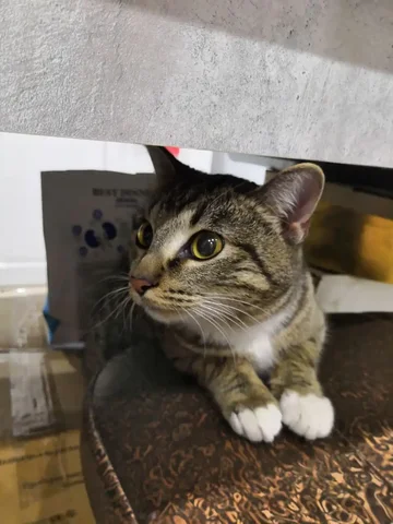 Найдена кошка в Иркутске - частное объявление в Иркутск