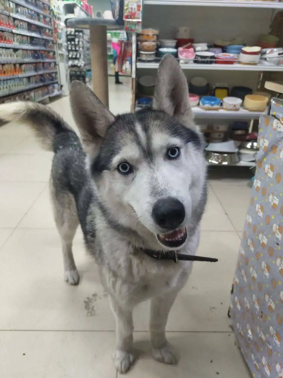 Потеряшка в Иркутске - Потерянные/найденные (Животные) в Иркутск