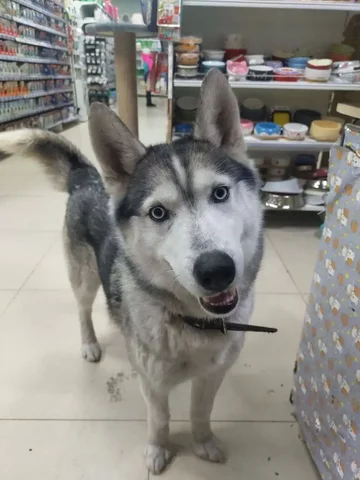 Потеряшка в Иркутске - частное объявление в Иркутск