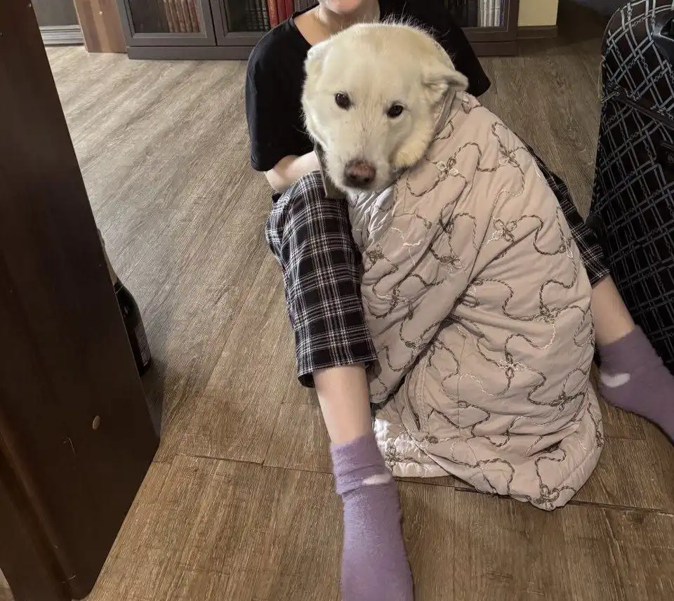 Пропал пес в селе Введенщина - Потерянные/найденные (Животные) в Иркутск