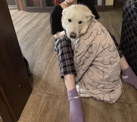 Пропал пес в селе Введенщина - частное объявление в Иркутск