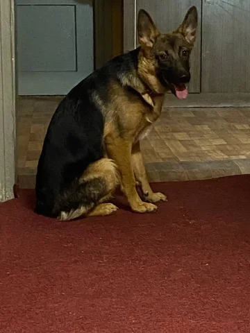 Потеряна собака в садоводстве им. В. Дубинина - Потерянные/найденные в Иркутск