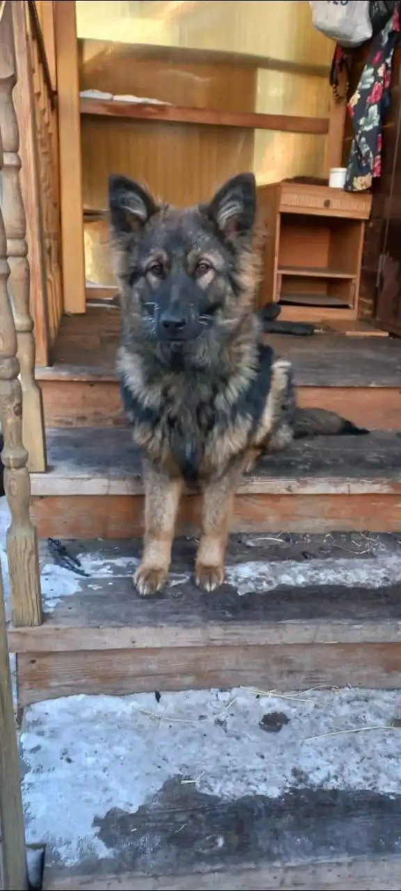 Потерялась собака в районе госпитальной - Потеряшки (Животные) в Иркутск