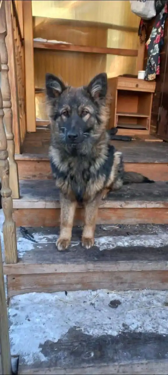 Потерялась собака в Иркутске - Животные в Иркутск