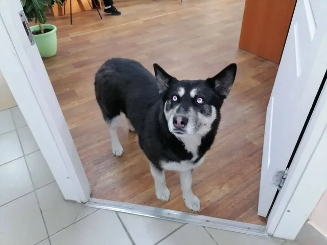 Пропала собака в Ангарске - Животные в Ангарск