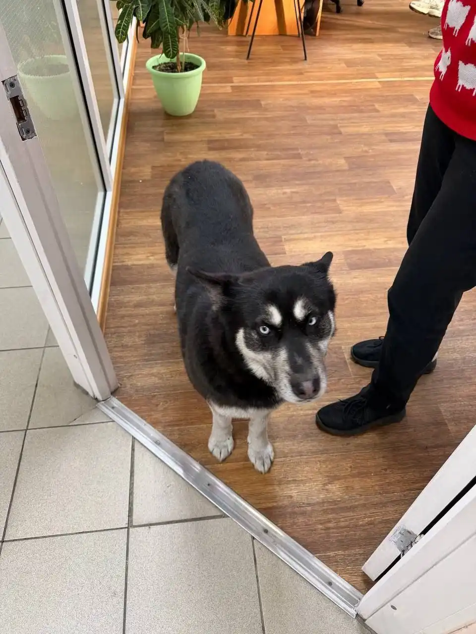 Пропала собака в Ангарске - Пропажа/Потеря (Животные) в Ангарск