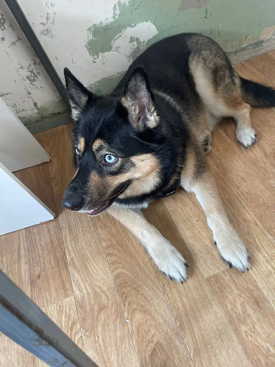 Найдена собака в Иркутске - Собаки (Животные) в Иркутск