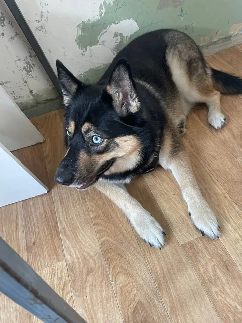 Найдена собака в Иркутске - частное объявление в Иркутск