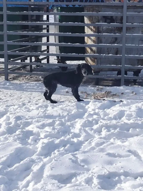 Потерявшаяся собака около хосписа в Иркутске - частное объявление в Иркутск