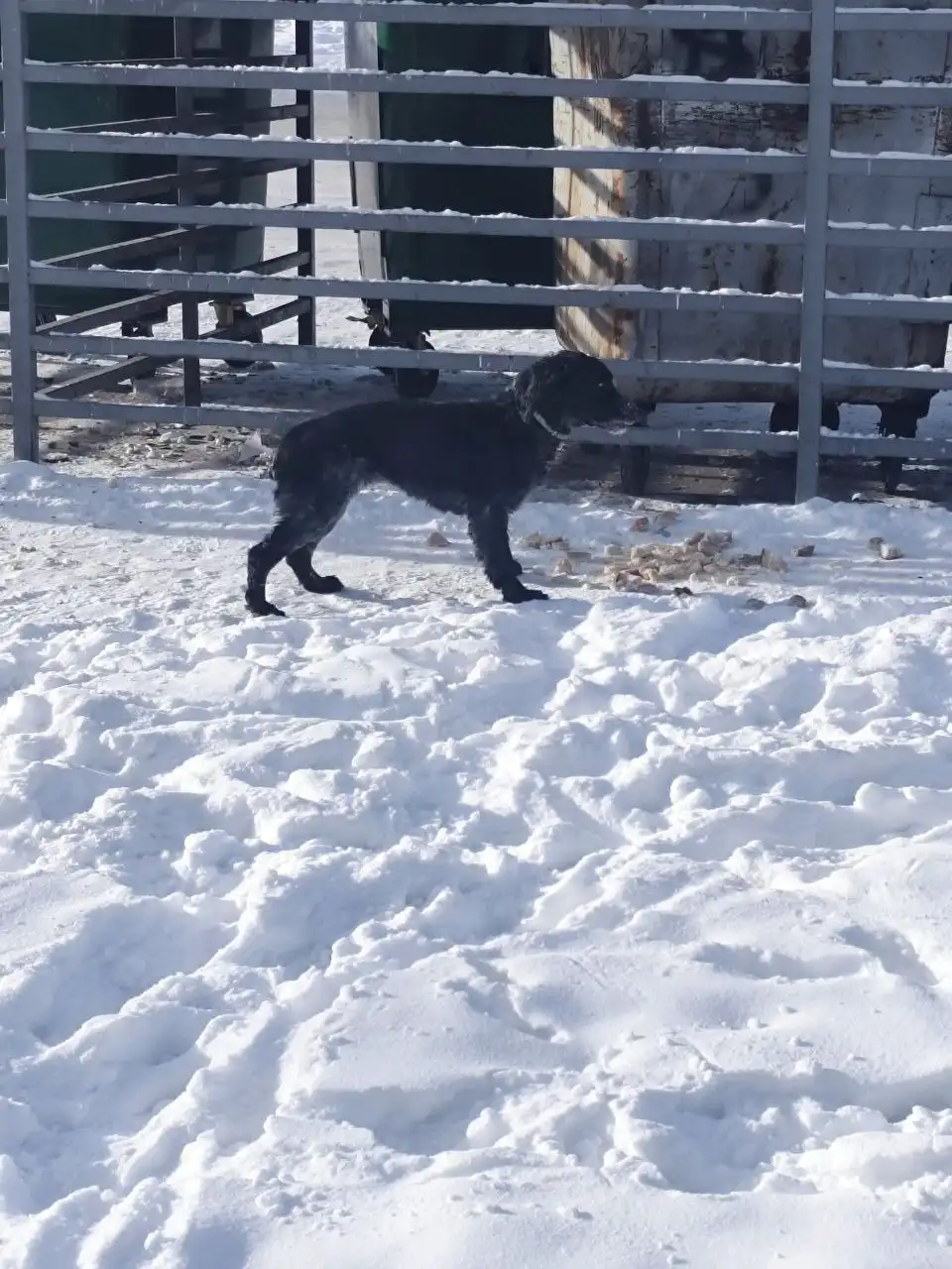 Потерянная собака в Иркутске - Животные в Иркутск