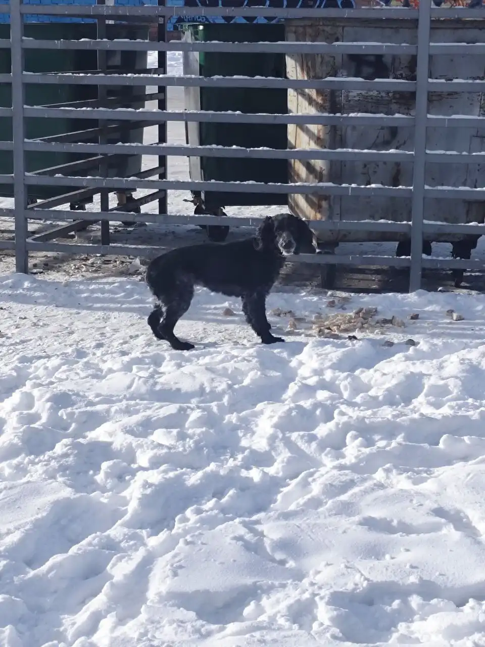 Потерянная собака в Иркутске - Животные в Иркутск