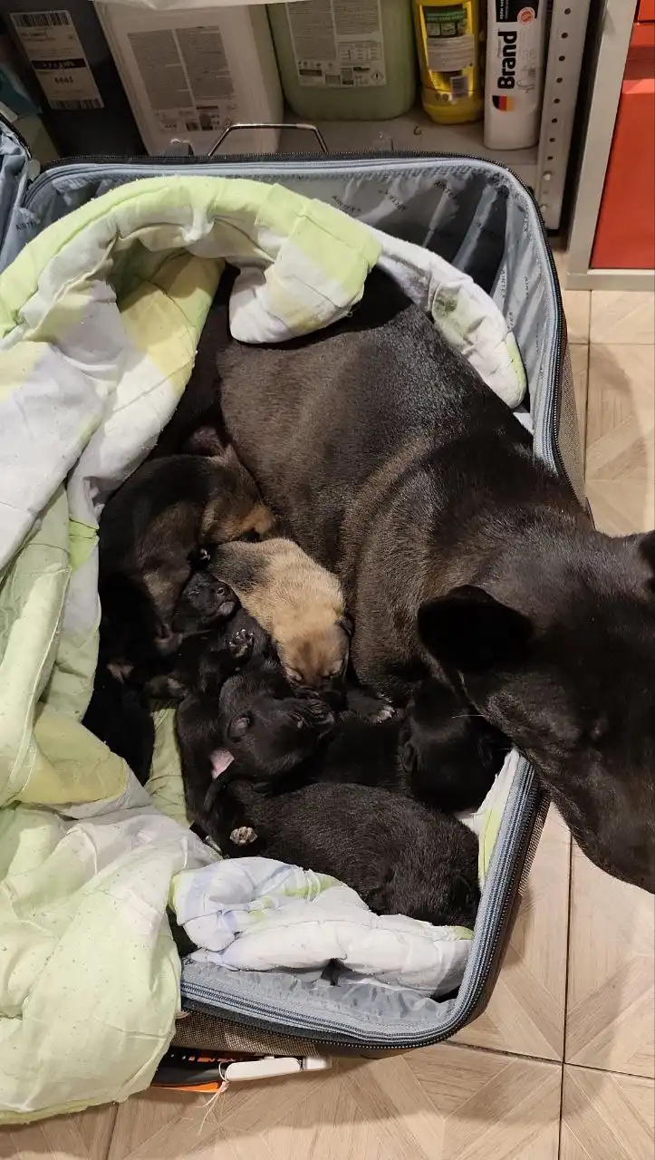 Спасенные собаки с щенками нуждаются в доме - Собаки (Животные) в Иркутск