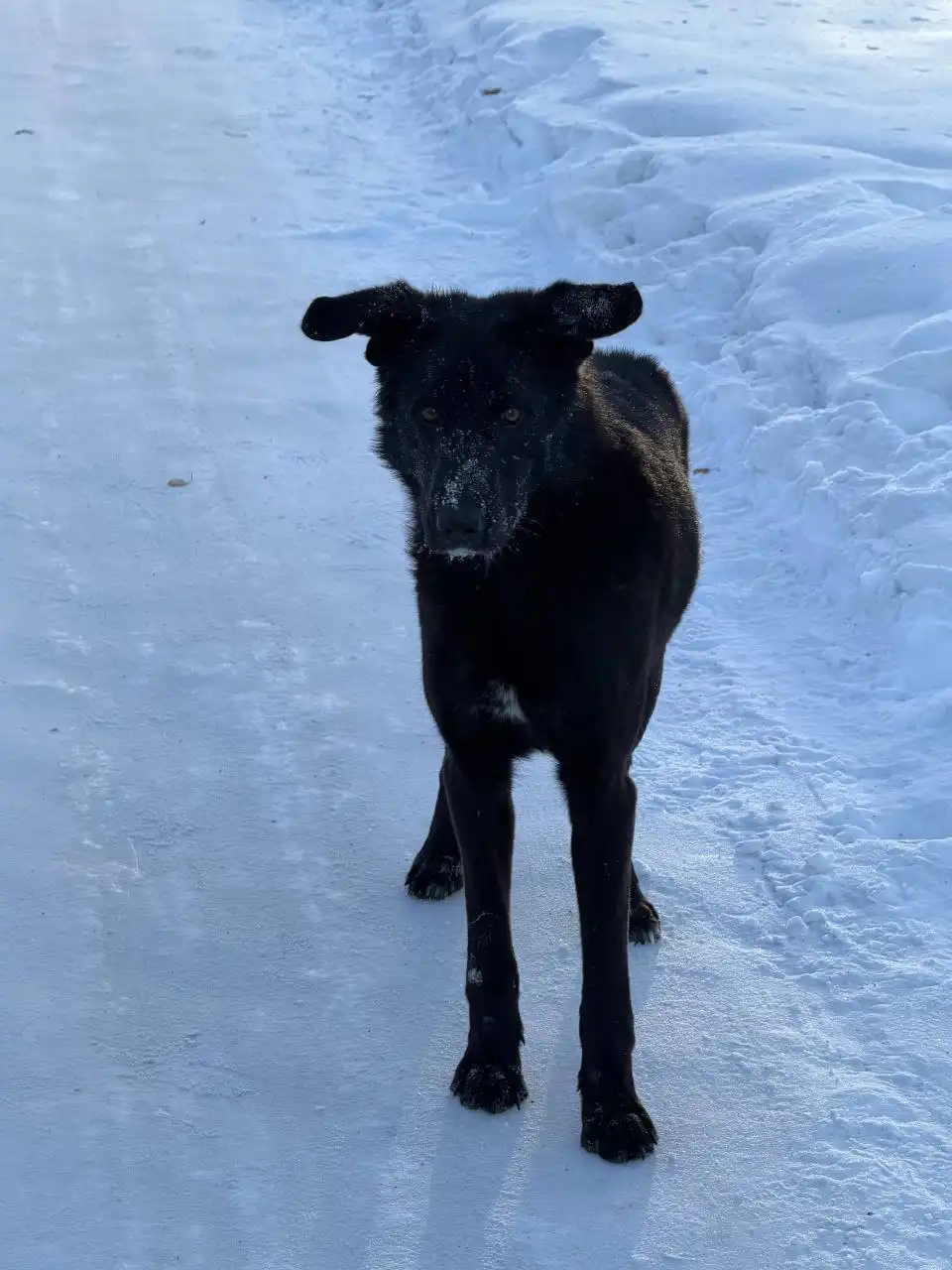 Найдена потерянная собака в Иркутске - Собаки (Животные) в Иркутск