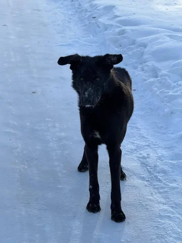 Найдена потерянная собака в Иркутске - частное объявление в Иркутск