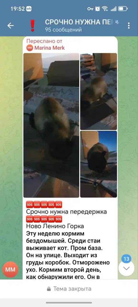 Потерян кот с базы Горка 206/1 в Иркутске - Кошки (Животные) в Иркутск