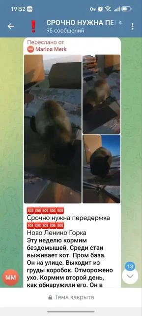 Потерян кот с базы Горка 206/1 в Иркутске - частное объявление в Иркутск