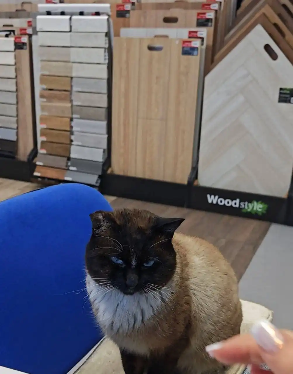 Потерян кот с базы Горка 206/1 в Иркутске - Кошки (Животные) в Иркутск