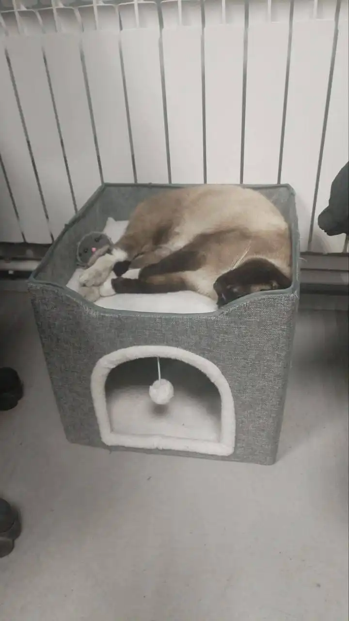 Потерян кот с базы Горка 206/1 в Иркутске - Кошки (Животные) в Иркутск