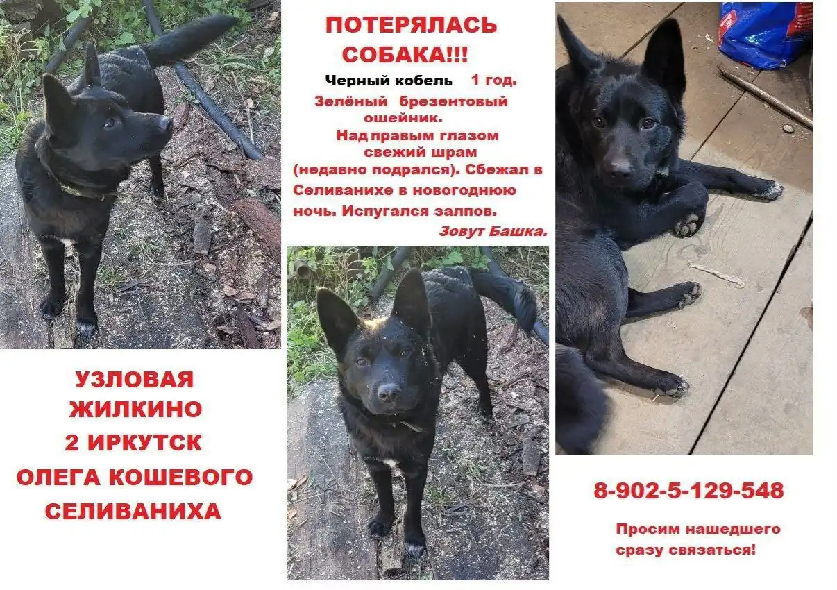 Поиск потерянного животного в Иркутске - Поиск животных (Животные) в Иркутск