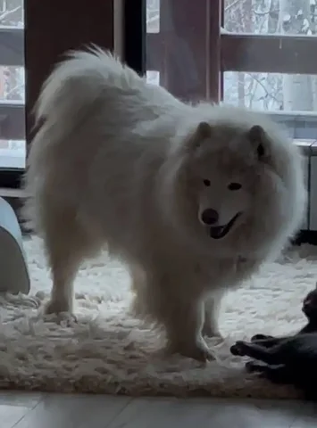 Пропала собака породы самоед в Иркутске - Потеряшки в Иркутск