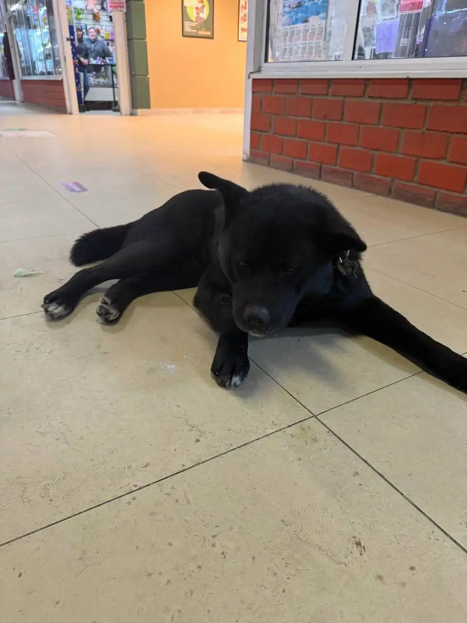 Потерянный пес в Иркутске - Собаки (Животные) в Иркутск