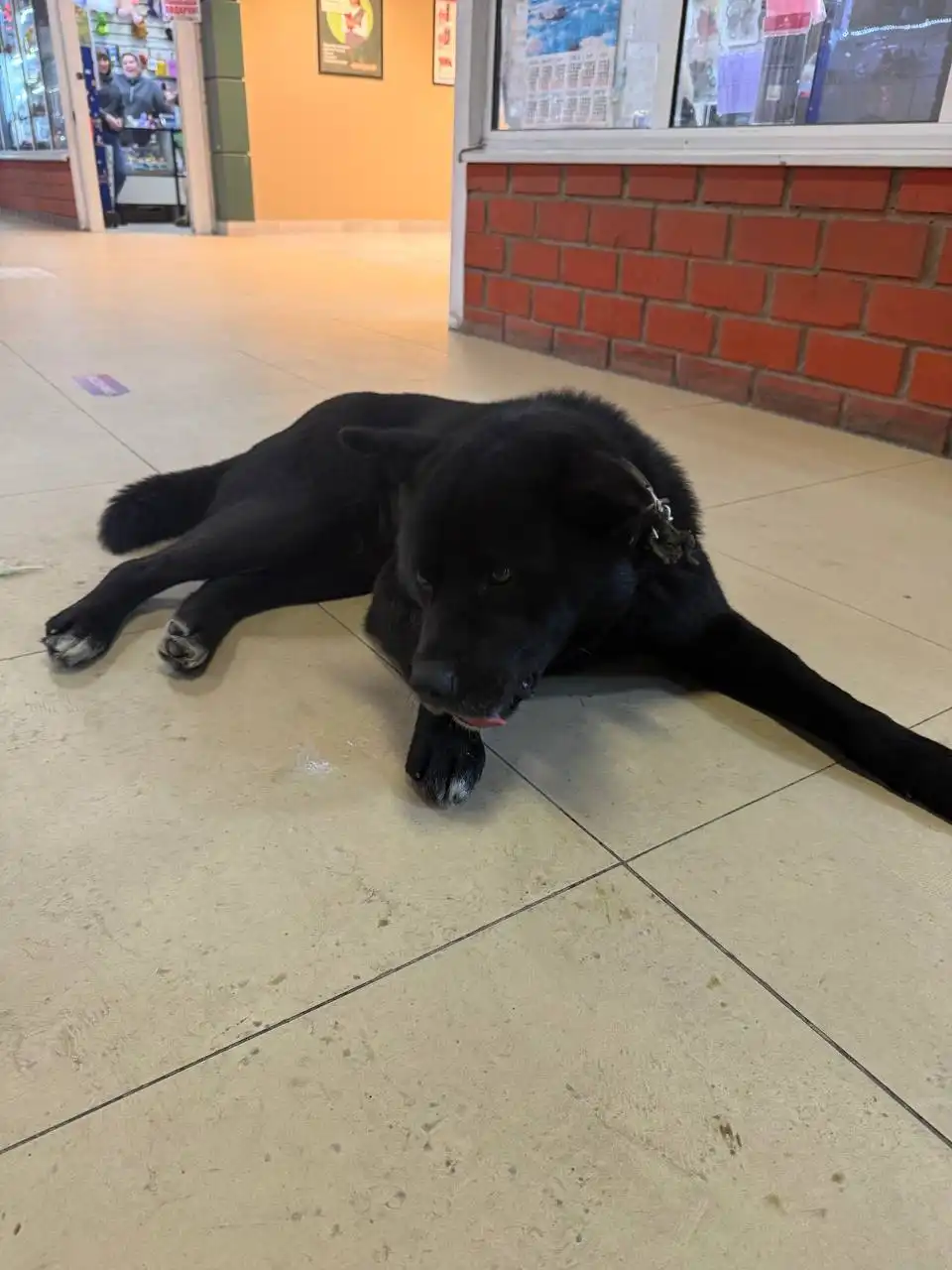 Потерянный пес в Иркутске - Собаки (Животные) в Иркутск