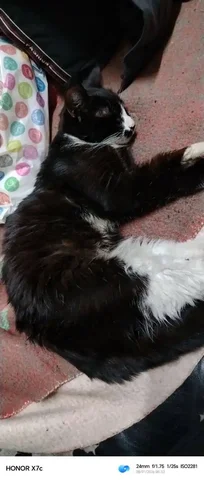 Найдена кошка в Иркутске - Потерянные/найденные в Иркутск