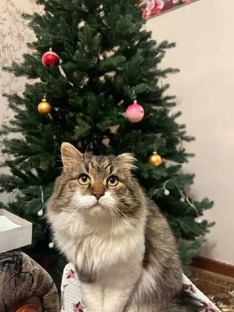 Пропал кот Кузя в Иркутске - Потеряшки в Иркутск