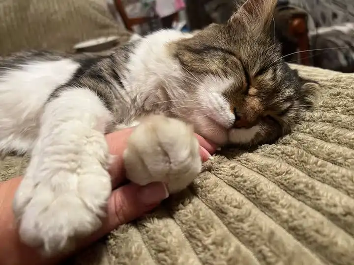 Пропал кот Кузя в Иркутске - Потерянные животные (Животные) в Иркутск