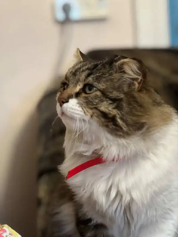 Пропал кот Кузя в Иркутске - Потерянные животные (Животные) в Иркутск