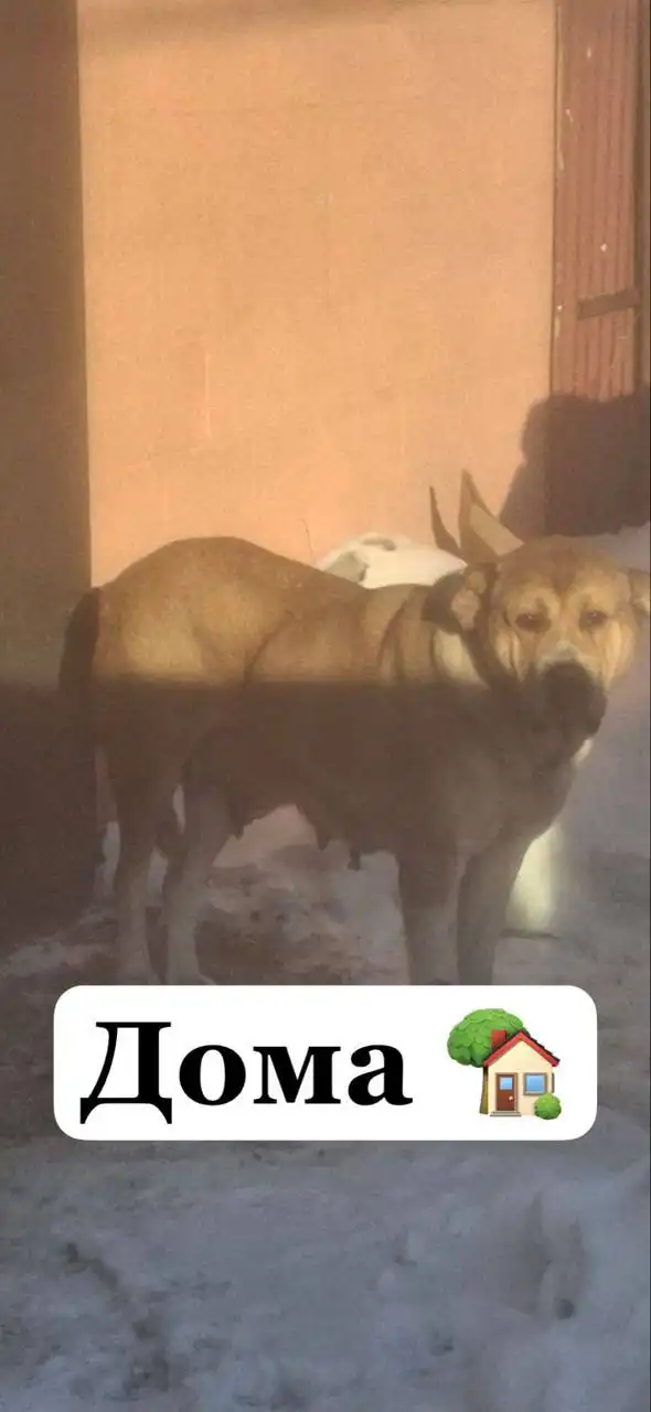 Потеряшка в Иркутске - Потеряшки (Животные) в Иркутск