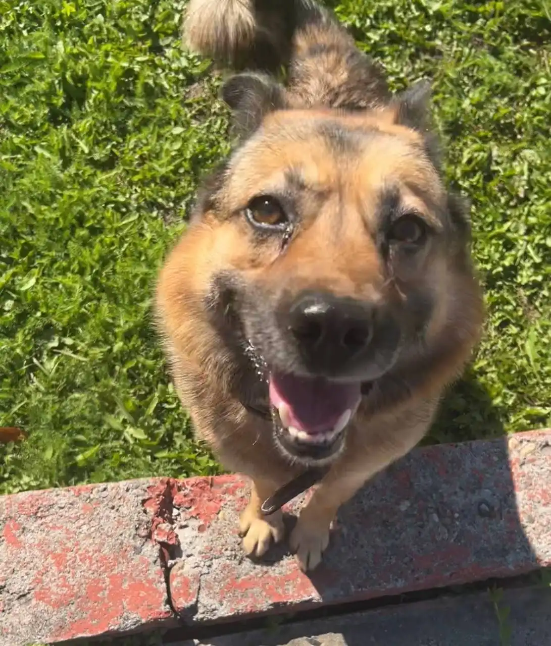 Потерялась собака ДЖЕК в Иркутске - Потерянные животные (Животные) в Иркутск